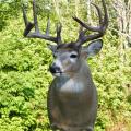 Whitetail Deer Whitetail Deer